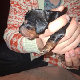 Roco - Black and tan male Dachshund puppy in Paducah, Kentucky from Donette's Doxies
