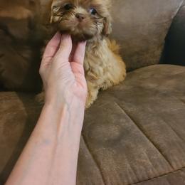 Shih Tzu Puppies from Tammy's Shihtzu Shack