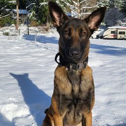 Singer - Belgian Malinois