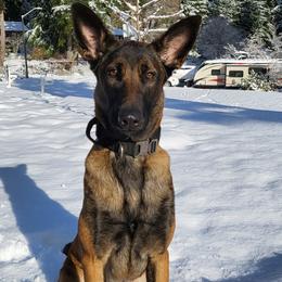 Singer - Belgian Malinois