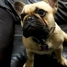 French Bulldogs from Team Grubb Frenchies