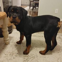 Rottweiler Puppies from Vom Arnold-Hause Rottweilers