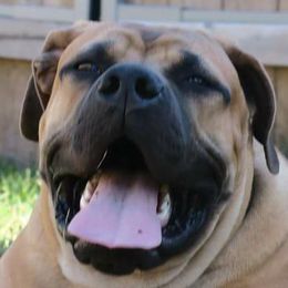 Boerboels from Magni Boerboels