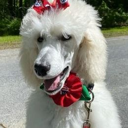 Poodles from Holly Paulus