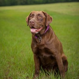 Maggie - Labrador Retriever
