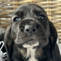 Basset Hounds from Sunflower Bassets