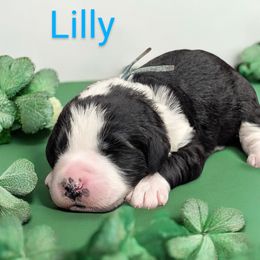 Lilly - Black and white Sheepadoodle puppy in Seaman, Ohio from Ohio Valley Sheepadoodles