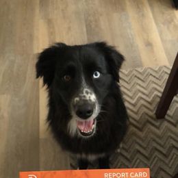 Miniature Australian Shepherd and Toy Australian Shepherd All Grown Up from Aussies by Mary at Temple Ranches