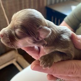 Teddy - Fawn brindle male Havanese puppy in Kerrville, Texas from The Happy Havanese