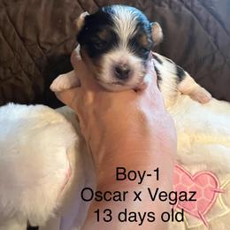 Boy - Black tan and white male Biewer Terrier puppy in Chester, South Carolina from Classic Biewers