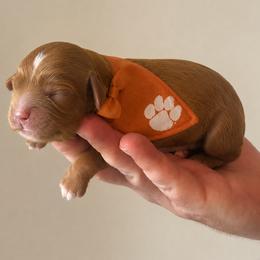 Clemson - Red male Cavapoo puppy in Greenville, South Carolina from Reedy River Doodles