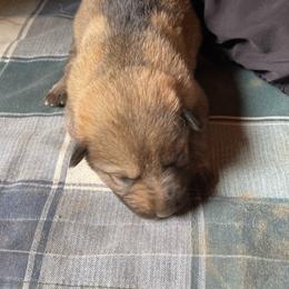 Boy 4 - Sable male German Shepherd puppy in Greenwood, South Carolina from Malone’s Palmetto Puppies