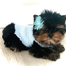 Maltese and Yorkshire Terrier Puppies from tatortot pup