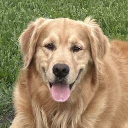 Guinness - Golden Retriever