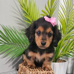 Penny - Black and tan female Dachshund puppy in Utica, Ohio from Poodle Me Crazy