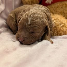 Boy 2 - Red male Cavapoo puppy in Peoria Heights, Illinois from Gardner Lane Puppies