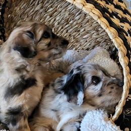 Aussiedoodle Puppies from Ocala Doodle Ranch