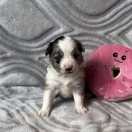 Miniature Australian Shepherd and Toy Australian Shepherd Puppies from Cherry Grove Kennel