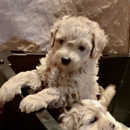 Goldendoodle, Maltipoo, and Poodle Puppies from Winchester Hills Poodles and Doodles