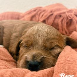 Rose - Red  female Goldendoodle puppy in Temecula, California from Country Hills Doodles