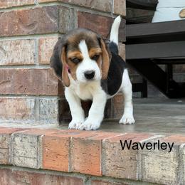 Waverley - Black white and tan female Beagle puppy in Mansfield, Missouri from Rippee Creek Kennel