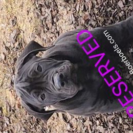 AdoraBoerboels Jasmine Jewel (Jazzy) - Brown Boerboel puppy in Machesney Park, Illinois from Adoraboerboels