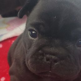 French Bulldogs from Ariel's French Bulldogs