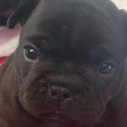 French Bulldogs from Ariel's French Bulldogs