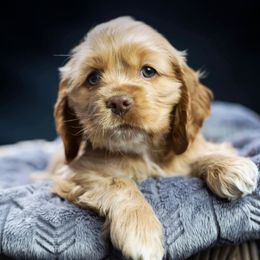 Cocker Spaniels from Sego Lily Cockers