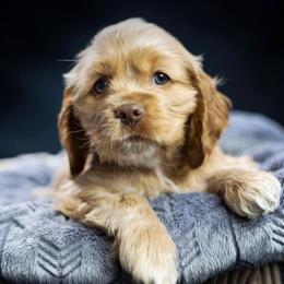 Cocker Spaniels from Sego Lily Cockers
