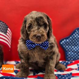 Kona - Merle male Goldendoodle puppy in Summerville, South Carolina from Channys Doodles