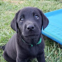 Labrador Retrievers from A Lucky Pup / Isenmann Retrievers