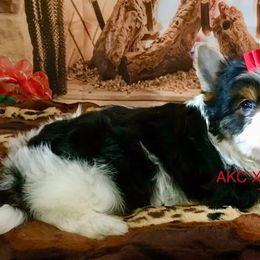 Big Girl - Black tan and white female Biewer Terrier puppy in Jonestown, Pennsylvania from AKC Xtreme Biewer Terriers...