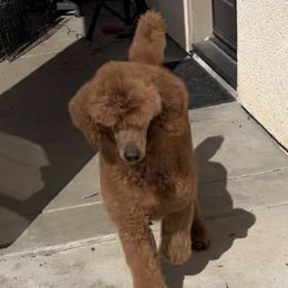 Rosie - Red  female Poodle puppy in Corona, California from Garden Of Poodles