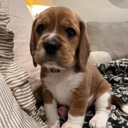 Valentina - Red black and white female Beagle puppy in Brownsboro, Texas from Willow Bark Beagles