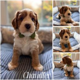 Chandler - Caramel red male Australian Labradoodle puppy in Summerfield, North Carolina from Four Oaks Labradoodles