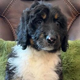 Pink - Tri-color female Bernedoodle puppy in Prole, Iowa from Veterinarian Raised Bernedoodles