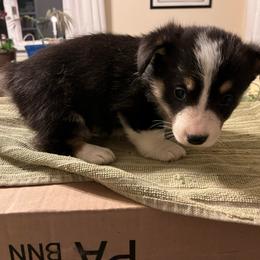 Boy 3 - Black and tan male Pembroke Welsh Corgi puppy in Saylorsburg, Pennsylvania from Dunnideer Farm