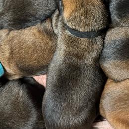 Anga - Sable female Working Dog Cross puppy in Sheridan, Arkansas from Dark Sky Kennels
