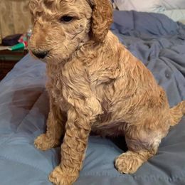 Poodle Puppies from KB Blue Sky Farm