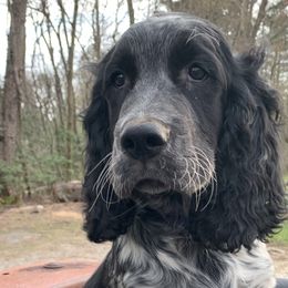 Blue Collar - Black and white English Springer Spaniel puppy in Murphy, North Carolina from Sweet Carolina Springers