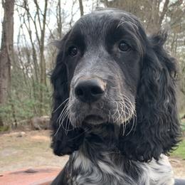 Blue Collar - Black and white English Springer Spaniel puppy in Murphy, North Carolina from Sweet Carolina Springers