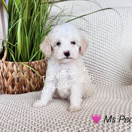 Girl 3 - female Sheepadoodle puppy in Sulphur Bluff, Texas from V6 Ranch Dogs