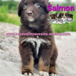 Salmon - Red tri-color female Australian Shepherd puppy in Trout Run, Pennsylvania from Rose Valley Aussies