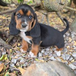 Boy2 - Black brown and white male Basset Hound puppy in Valley, Washington from Peaceful Valley Paws
