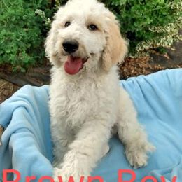 Brown Boy - Sheepadoodle puppy in Kimberly, Idaho from Wizardwood Doodles