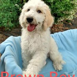 Brown Boy - Sheepadoodle puppy in Kimberly, Idaho from Wizardwood Doodles