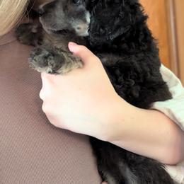 Poodle Puppies from New Hope Standard Poodles