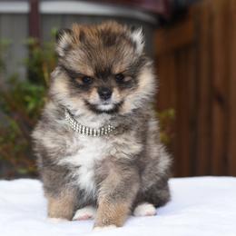 Maye - Wolf sable female Pomsky puppy in Coos Bay, Oregon from Ocean View Pomskies