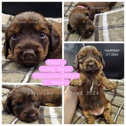 Dachshund Puppies from Wayward Home Dachshunds